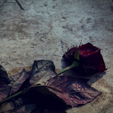 Rose on a Grave by JoX1989